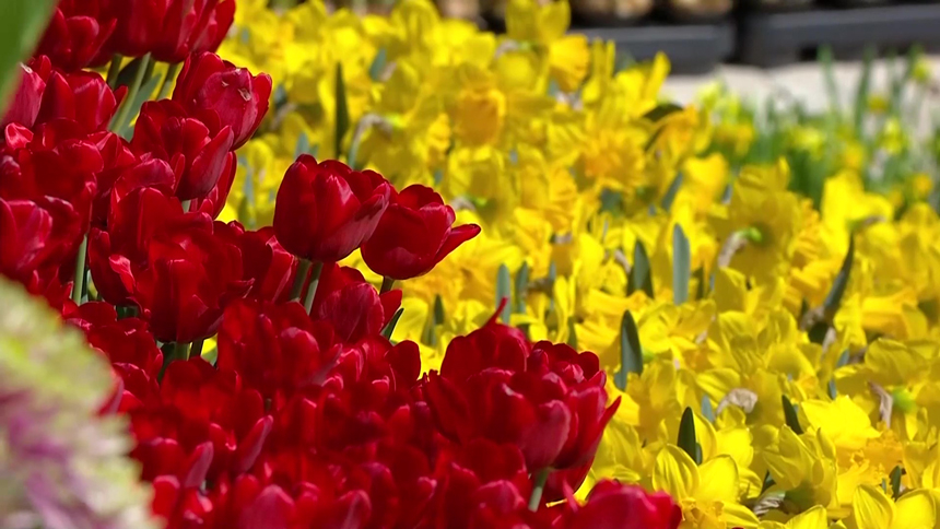 Over 35 year-long Dutch flower tradition continues at Vatican Easter celebration