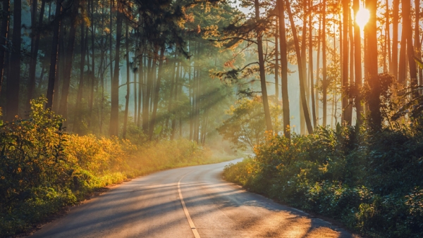 Rays of sun shining on a road through trees